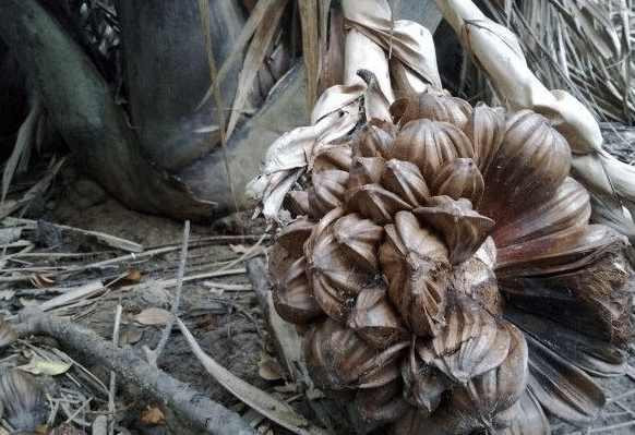 Dừa nước thường mọc thành bụi quanh ven sông, mỗi chùm khoảng vài chục quả, hoặc có khi cả trăm quả. Hương vị dừa cũng trở nên khác biệt hơn so với những cây mọc trong tự nhiên.