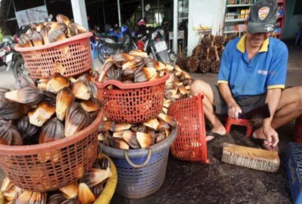 Tuy nhiên khác với vẻ bề ngoài xấu xí, quả dừa nước này được coi là đặc sản ngon nức tiếng, bất kỳ du khách nào tới miền Tây cũng đều được khuyên nên thưởng thức.