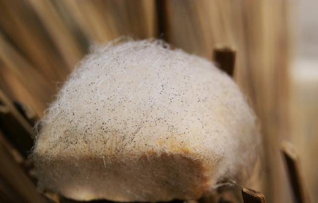 Với lớp lông trắng muốt như tơ, những miếng đậu phụ lông này có hương vị đặc biệt không thua kém đậu phụ thối.