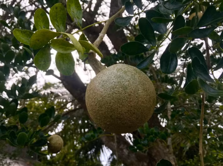 Có thể là do hình dạng và kích thước tương tự nhau nên người dân ở Ấn Độ gọi đây là táo gỗ.