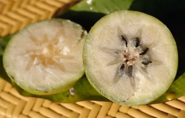 Vú sữa Lò Rèn: Một trong số đặc sản miền Tây được nhớ tới nhiều nhất chính là vú sữa Lò Rèn (Tiền Giang). Cũng là trái vú sữa chín nhưng ruột bên trong trắng tinh, mọng nước, vị ngọt thanh và hương thơm mát nhẹ nhàng.