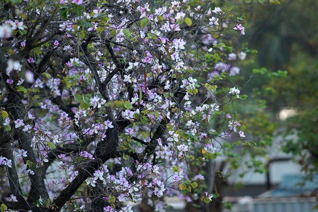 Làm lành vết thương, nhanh lên da non: Vỏ thân cây hoa ban tươi cạo bỏ lớp vỏ bần bên ngoài, thái mỏng, phơi khô hoặc sao khô, tán thành bột mịn, thêm nước cất, trộn cho sền sệt, bôi đắp ngoài da. Ảnh: Internet.