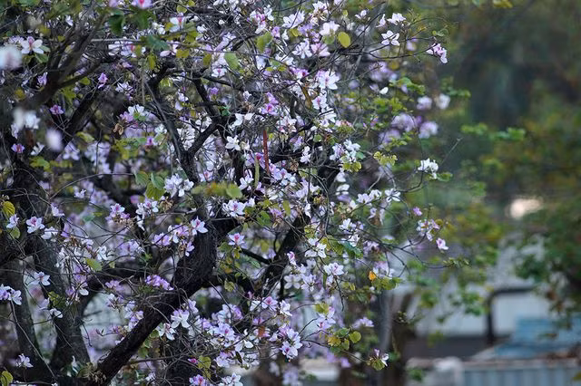 Làm lành vết thương, nhanh lên da non: Vỏ thân cây hoa ban tươi cạo bỏ lớp vỏ bần bên ngoài, thái mỏng, phơi khô hoặc sao khô, tán thành bột mịn, thêm nước cất, trộn cho sền sệt, bôi đắp ngoài da. Ảnh: Internet.
