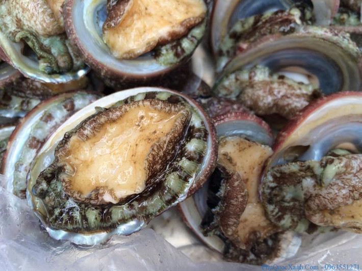 Bào ngư Phú Quốc : Ngoài tên gọi nổi tiếng bào ngư Phú Quốc người địa phương nơi đây còn gọi là hải nhĩ, có thể vì nó giống như cái tai con người. Bào ngư tươi sống có thể chế biến được nhiều món ăn dân dã như luộc, nướng, xào, nấu cháo… Trong đó hấp dẫn nhất là bào ngư nướng lửa than.