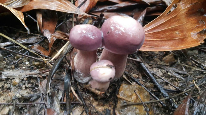 Nấm Tràm: Đây là thứ đặc sản Phú Quốc thường có nhiều vào mùa mưa. Nấm Tràm ngon không thua kém gì với nấm rơm, nấm kim chi hay nấm bào ngư. Đây là loại nấm tự nhiên nên người dân trên đảo Phú Quốc phải đi vào những khu đồng tràm để hái mang về đem chế biến.