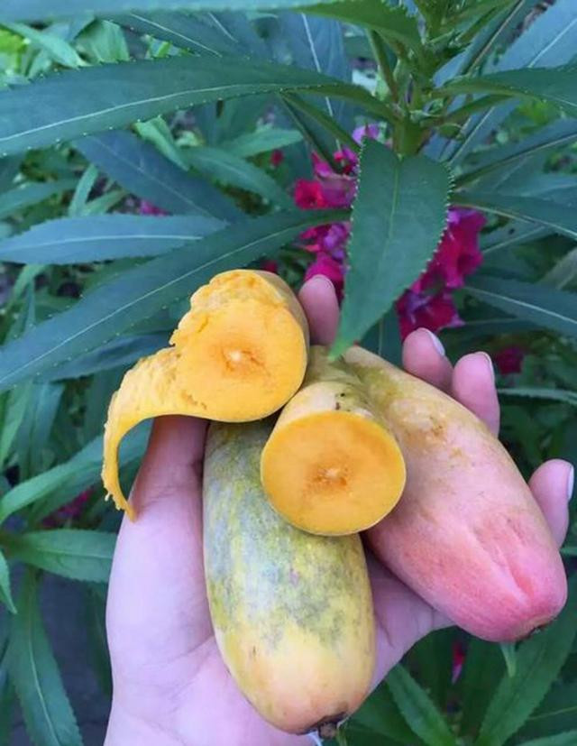 Phần thịt bên trong cũng chuyển từ vị chua sang vị ngọt lịm.