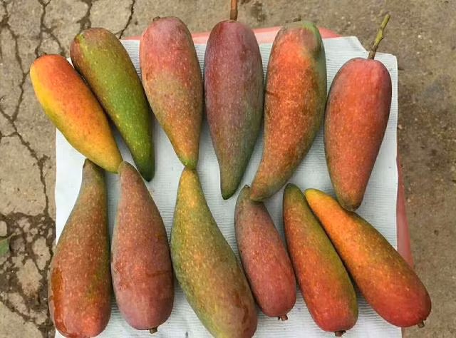 Nhìn từ xa hoặc nhìn thoáng qua, sẽ có không ít người nhầm lẫn những quả xoài này là một giống ớt đột biến khổng lồ. Thực tế, đây là một loại xoài đặc biệt ở vùng Hải Nam, Trung Quốc.