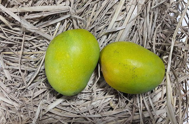 Nguy cơ thiếu máu thấp hơn: Thiếu máu là tình trạng cơ thể bị thiếu tế bào hồng cầu và khả năng vận chuyển oxy của máu bị thiếu do thiếu sắt. Nó có thể gây ra mệt mỏi, đau đầu và chóng mặt, trong số các triệu chứng khác. Xoài có nhiều chất sắt và có thể là một sự bổ sung chế độ ăn uống tuyệt vời cho những người bị thiếu máu, đặc biệt là những người ăn chay.Ảnh: Foodeatsafe.