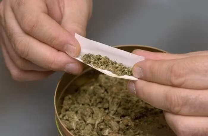 Cỏ Mỹ có hình dạng giống như cần sa nhưng sợi vụn hơn, mùi hơi khét, dạng nhựa cháy chứ không "tỏa hương" như cần sa. Cỏ Mỹ khá nguy hiểm vì có thể gây loạn thần với các triệu chứng ảo giác và hoang tưởng. Ảnh: Internet.