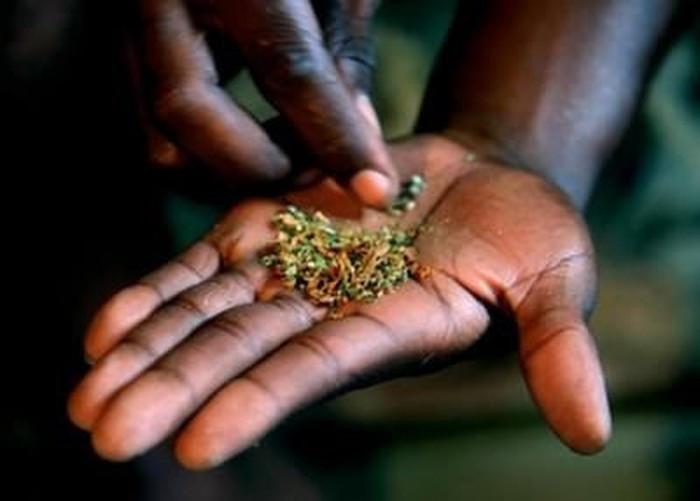 Whoonga hay wunga là hỗn hợp gồm heroin cấp thấp, cần sa, các chất tẩy rửa, thuốc diệt chuột và Clo. Loại ma túy này có thể khiến người chơi không cần ăn uống, suy yếu miễn dịch, đau thắt dạ dày, đau bụng, buồn nôn, tiêu chảy, bị chuột rút cơ bắp, mất ngủ…