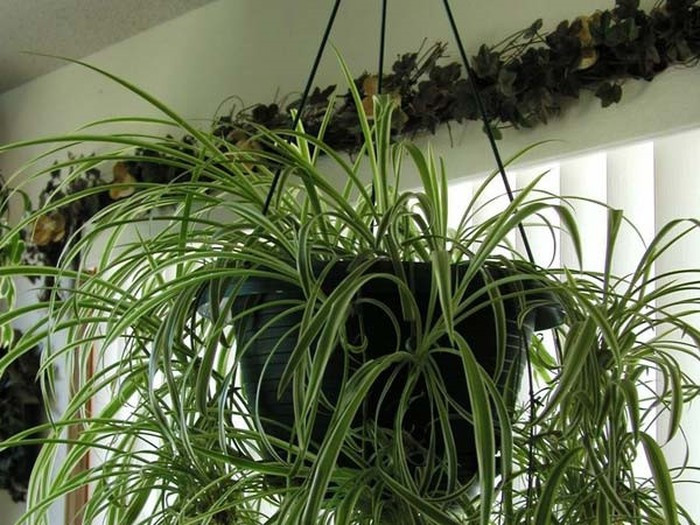 Cây dây nhện luôn có khả năng quang hợp dưới ánh sáng tối thiểu. Nó hấp thụ nhanh các chất độc từ không khí như Carbon monoxide, Formaldehyde, xăng và Styrene. Ngoài ra, nó còn có thể chuyển hóa chất khí gây ung thư trong không khí như aldehyde formic và amoni acid.