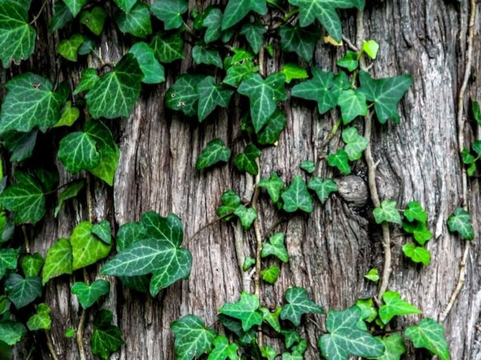 Cây thường xuân: Cây này hấp thụ formaldehyde hiệu quả nhất. Thường xuân khá dễ trồng, dễ tồn tại ở nhiệt độ vừa phải và hấp thụ ánh sáng mặt trời ở mức trung bình. Đây cũng là một trong những liệu pháp giúp nâng cao hiệu quả giấc ngủ khi được đặt trong phòng.