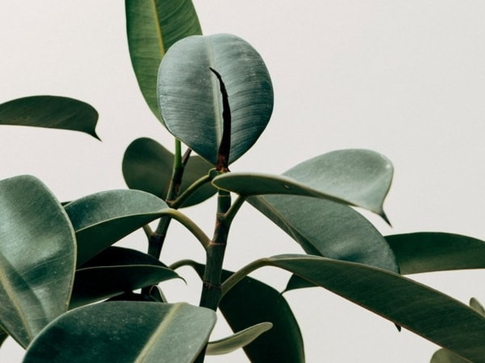 Cây đa búp đỏ: Đa búp đỏ cũng là loại cây có tác dụng thanh lọc không khí rất tốt, cung cấp oxy. Cây cực kỳ dễ trồng, có thể dễ dàng sinh sôi trong môi trường nhiệt độ thấp và thiếu ánh sáng. Trồng đa búp đỏ, bạn có thể giúp môi trường sống của mình trở nên trong lành hơn nhiều mà không cần quá tốn công chăm sóc cho cây.