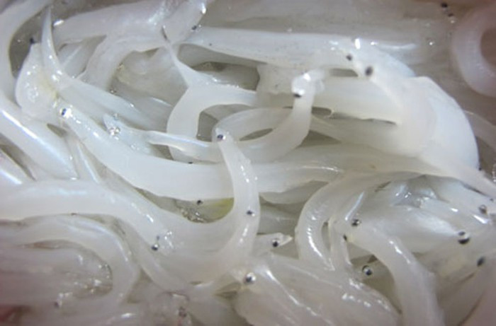 1. Cá ngần nấu dưa chua. Trong số các món ngon từ cá ngần thì đây là món ăn dễ ăn, hấp dẫn và đưa cơm nhất. Nguyên liệu: Cá ngần, dưa chua, nước sốt cà chua, hành củ, ớt, hành, rau răm, thì là, gia vị. Cá ngần rửa sạch với nước, rồi vớt ra để ráo nước. Dưa chua rửa lại với nước rồi để ráo.