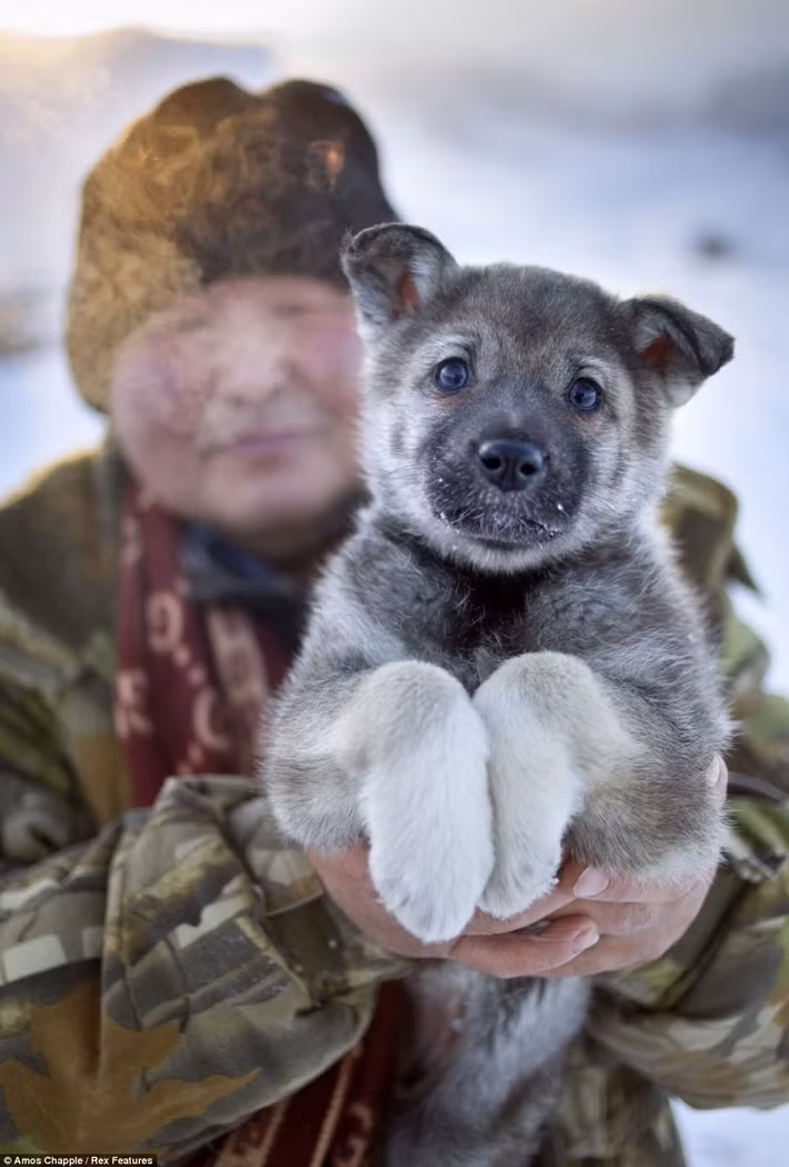 Nhiều gia đình ở Oymyakon nuôi chó giống Siberia Laika. Đây là giống chó giỏi chịu lạnh nổi tiếng thế giới.