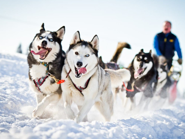 Chúng có thể sinh tồn trong điều kiện băng tuyết suốt thời gian dài mà vẫn khỏe mạnh.