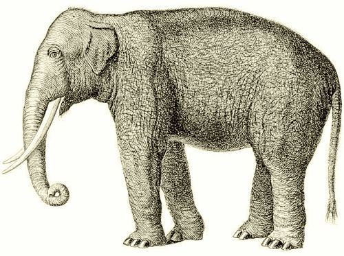 Theo đó, Eldridge dẫn con voi Mary đi diễu hành trong buổi biểu diễn và thực hiện một số động tác khiến khán giả hò theo thích thú.