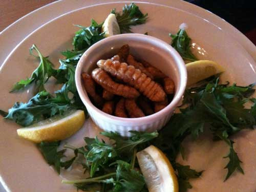 Do nguồn thức ăn của loài sâu bướm Witchetty là gỗ cây nên thịt chúng có vị thơm ngon như hạnh nhân.