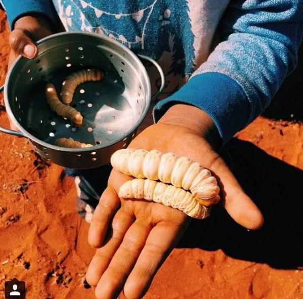 Khi nấu chín thì săn lại như thịt gà màu vàng óng ăn bùi, kích thích vị giác. Cộng đồng Thổ dân ở Úc thậm chí còn coi đây là một món ăn đặc sản.