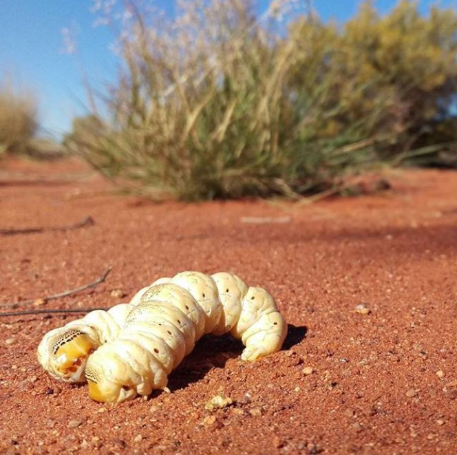 Đối với những người bản xứ Úc sống trong rừng, một chế độ ăn uống cân bằng bao gồm nhiều loại rau, củ và thịt của những sinh vật có thể tìm thấy trong tự nhiên.