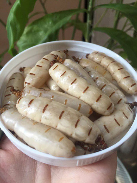 Mùa mưa cũng là thời điểm nhiều tay thợ săn ở Yên Bái luồn rừng, lên đồi săn tìm loài mối chúa – món ăn tăng cường sinh lực. Hành trình săn tìm mối chúa nghe rất ly kỳ.