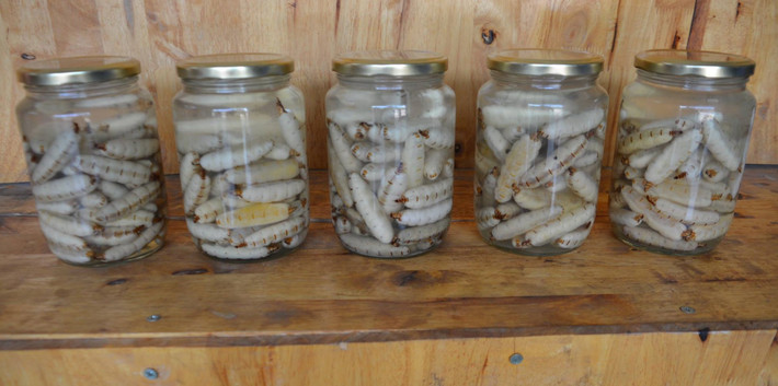 Mối chúa to bằng ngón tay cái, màu trắng đục, có nhiệm vụ sinh sản duy trì nòi giống. Mối chúa có tuổi thọ trung bình lên đến 10 năm.