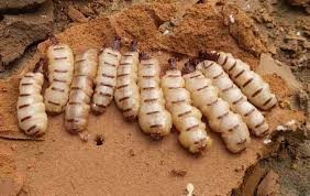 Những người có kinh nghiệm cho biết, mối chúa thường làm tổ trong khu vực đất cứng, dạng tổ ong và nhô lên cao so với mặt đất bằng phẳng. Phải là người trong nghề, chuyên đi bắt mối chúa mới có thể tinh ý phát hiện được ổ của chúng.