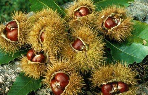 Trong các tài liệu nghiên cứu của Đông y còn nhấn mạnh, hạt dẻ có thể bổ tì vị, tốt cho thận và điều trị chứng dương hư (đàn ông yếu thực sự rất nên bồi bổ).