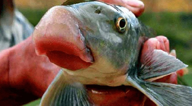 Cá Anh Vũ thịt thơm ngon hơn bất kỳ loại cá nào. Theo sử sách, một ngư dân vào thời Hùng Vương thứ 3 đã bắt được một con cá lạ, mình vảy xanh óng ánh, bụng vẩy trắng, vây đỏ, môi giống môi lợn ở khu vực ngã ba sông Việt Trì, nên đã đem tiến vua.