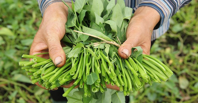 Rau muống Linh Chiểu: Chuyện kể rằng, nhà vua đi ngang qua xứ này được dân thết đãi đặc sản rau muống. Rau có màu trắng, sau khi luộc có màu xanh nhạt, ăn có vị ngọt.