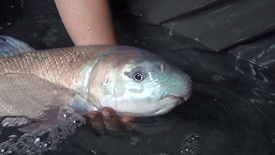 Khi ăn, nhà vua thấy thịt ngọn đậm, thơm hơn hẳn các loại cá khác... Cho rằng đây là một loại cá hiếm nên chỉ dụ người dân khi bắt được cá phải đem tiến vua. Trong con cá Anh Vũ, phần ăn ngon nhất là khối sụn môi, ăn rất giòn.