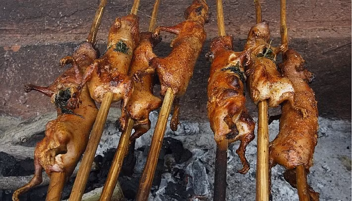 Cuy hay còn gọi là chuột lang xuất hiện trong bữa ăn của người dân Peru cách đây từ hàng ngàn năm và trở thành một đặc sản không thể thiếu trong các dịp lễ hội.