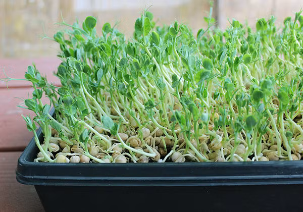 Mầm đậu Hà Lan: Trong số các loại mầm đậu, mầm đậu Hà Lan được đánh giá rất cao về giá trị dinh dưỡng và công dụng đối với sức khỏe.