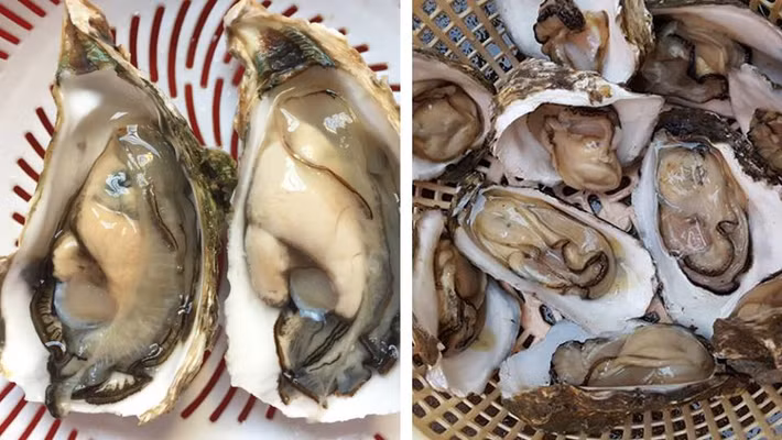 Cách chế biến: Hàu tách vỏ và sửa thật sạch. Nấu một nồi nướng sôi để chần qua hàu, khi nấu nước hãy cho vào một miếng gừng đập nhỏ. Nước sôi thì chần qua hàu, nhớ chần tái qua nhé, chứ không phải làm chín. Xoài, cà rốt thì đem thái nhỏ hoặc bào thành sợi. Hành tây làm sạch và thái ngang, nếu sợ hăng và cay thì có thể ngâm qua với nước muối, rau thơm làm sạch.