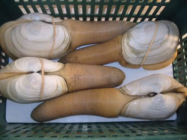 Tu hài: Tu hài được cho là món ăn bổ dưỡng tốt cho nam giới, có tác dụng cải thiện rõ rệt khả năng sinh lý. Những món ăn được chế biến từ tu hài như: nấu cháo, luộc, hấp, nướng mỡ hành hay ăn sống với mù tạt… thường đậm đà, có hương vị thơm ngon nên rất được nhiều người ưa thích.