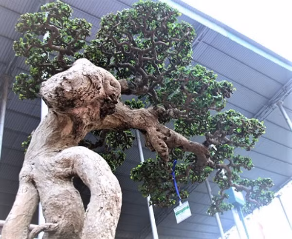 Mê mẩn duối cổ thụ đại gia chi tiền tỷ không mua được - Hình 8 Me man duoi co thu dai gia chi tien ty khong mua duoc-Hinh-8