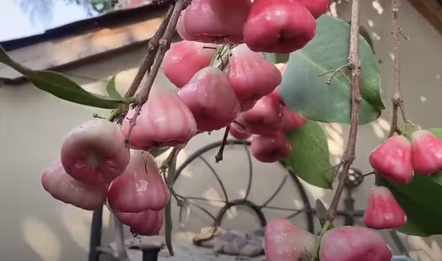 Chi tiet khu vuon ngap cay trai cua NSUT Bao Quoc tai My-Hinh-7