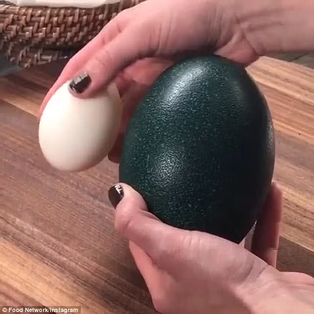 Hơn triệu đồng 1 quả trứng đà điểu xanh... có gì bổ béo? Hon trieu dong 1 qua trung da dieu xanh... co gi bo beo?