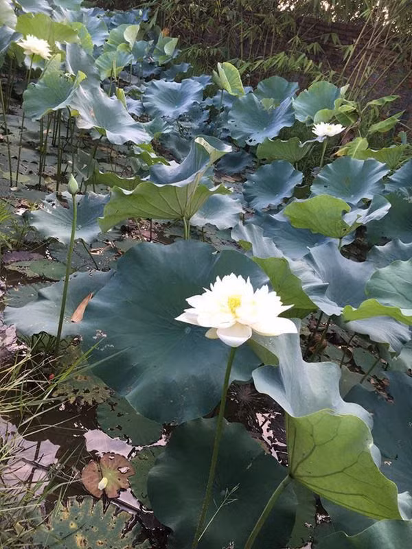Ngoi nha ngap tran cay trai cua nghe si Giang Coi-Hinh-12