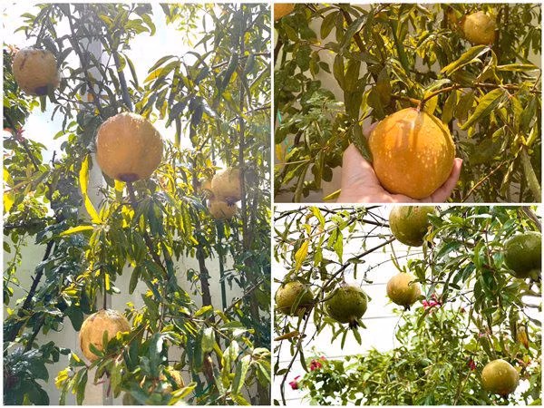Ngắm vườn trái cây trĩu quả trong biệt thự của Quyền Linh - Hình 3 Ngam vuon trai cay triu qua trong biet thu cua Quyen Linh-Hinh-3