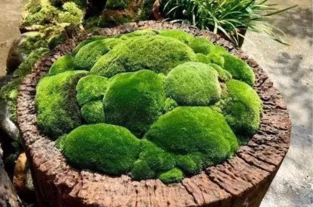 Cay co dai duoc bien thanh bonsai tuyet dep-Hinh-6