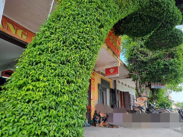 Cay sanh 40 nam tuoi la moc deu tu goc den ngon-Hinh-6