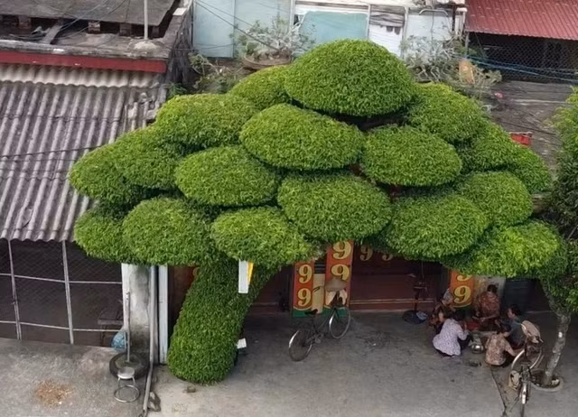 Cay sanh 40 nam tuoi la moc deu tu goc den ngon-Hinh-2