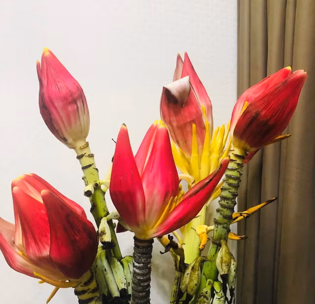 Ý nghĩa 4 loại hoa rừng được dân Hà thành lùng chơi Tết - Hình 4 Y nghia 4 loai hoa rung duoc dan Ha thanh lung choi Tet-Hinh-4