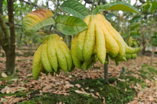 Những loại trái cây được tạo hình độc đáo đắt hàng dịp Tết - Hình 10 Nhung loai trai cay duoc tao hinh doc dao dat hang dip Tet-Hinh-10