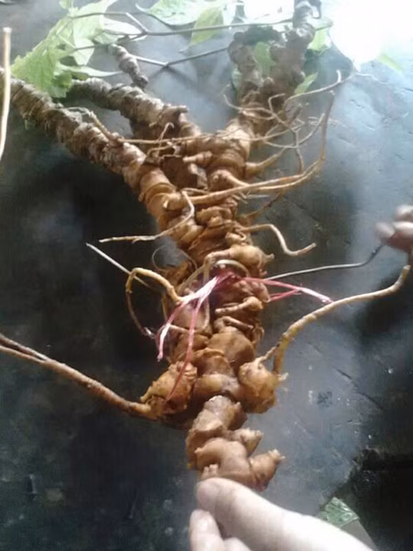 Tận mục những cây sâm Ngọc Linh giá tiền tỷ đắt đỏ - Hình 9 Tan muc nhung cay sam Ngoc Linh gia tien ty dat do-Hinh-9