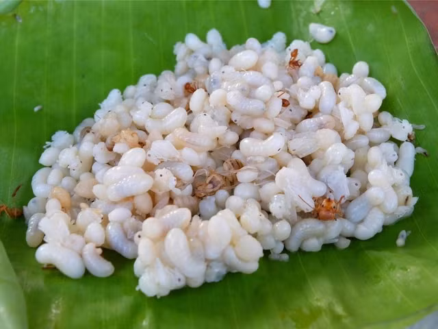 Dac san trung kien sa mac bo beo co nao ma gia toi vai trieu dong/kg?-Hinh-10