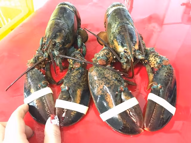 Tom hum Alaska chi 170.000 dong/kg dan tinh do xo mua nhung su that moi kinh so-Hinh-8