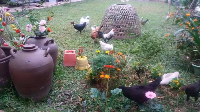 NSND Minh Hang nuoi ga, vit, khi trong ngoi nha vuon rong 20.000m2-Hinh-12