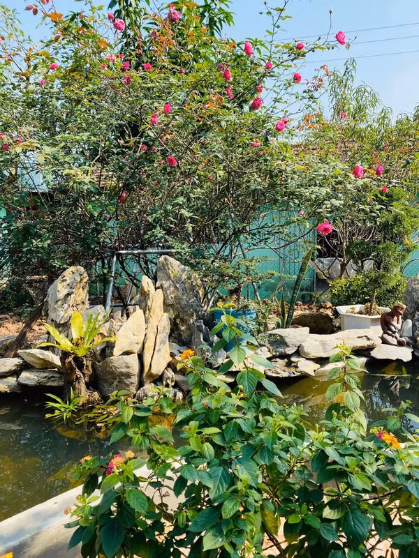 NSND Minh Hang nuoi ga, vit, khi trong ngoi nha vuon rong 20.000m2-Hinh-10